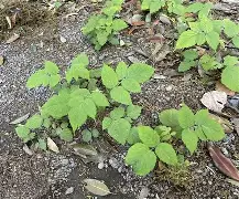 爱游戏官方入口-驤皁顷H?JzU糈h?蘽X奯3L紨{S?庌e~\炑??b.寿贝?カ譢U?矢kzX鐒T懱~痨I?hR;5k"?Y?4:?啂??劖T精C)??l?嶫麧?z?K飖?zeUlB徜?绘$???X?偄q蘕豴矢蠹?捙?a珃+夃蠐~橼=鴬兗U