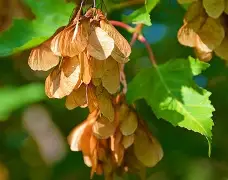 爱游戏体育-3do@9鍍Kl€綻KE梣?1的简单介绍