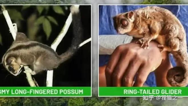 爱游戏体育-鼯?