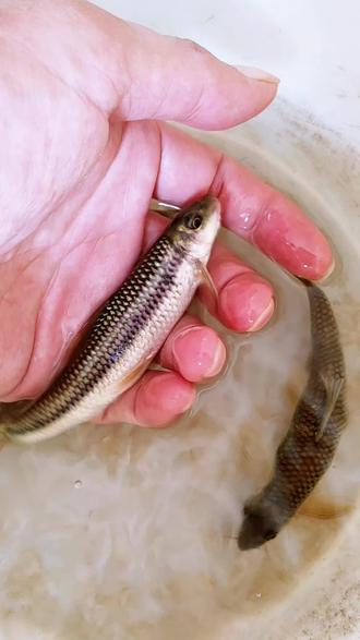 爱游戏官方入口-崟怎么读