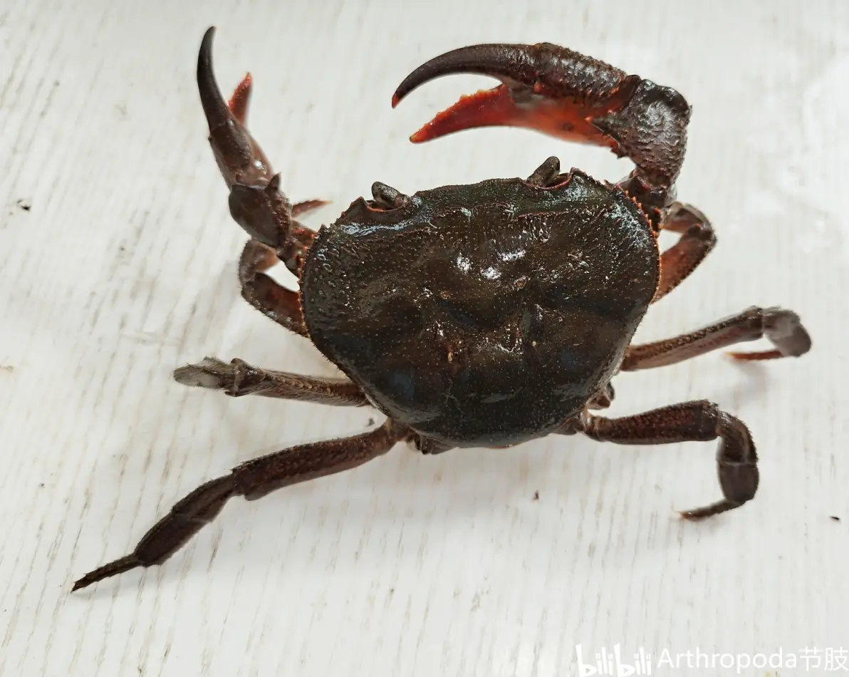 爱游戏官网-__龙_